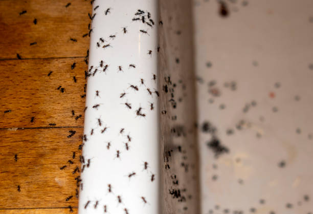 Best Residential Pest Control  in Williams, OR
