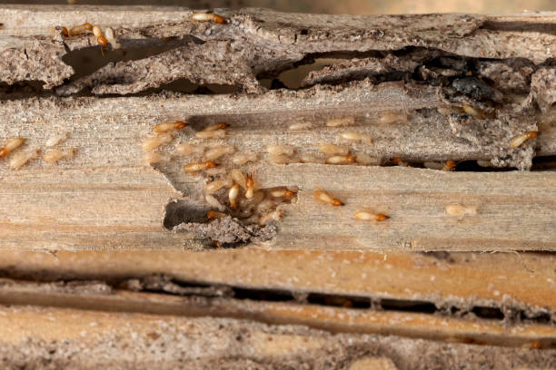 Best Termite Control Services  in Williams, OR